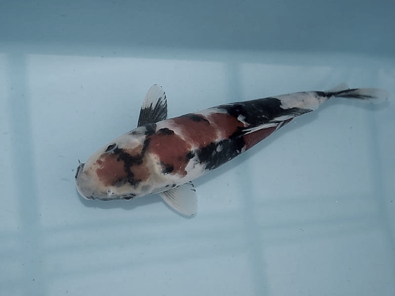 Killikus&reg; Fotographie